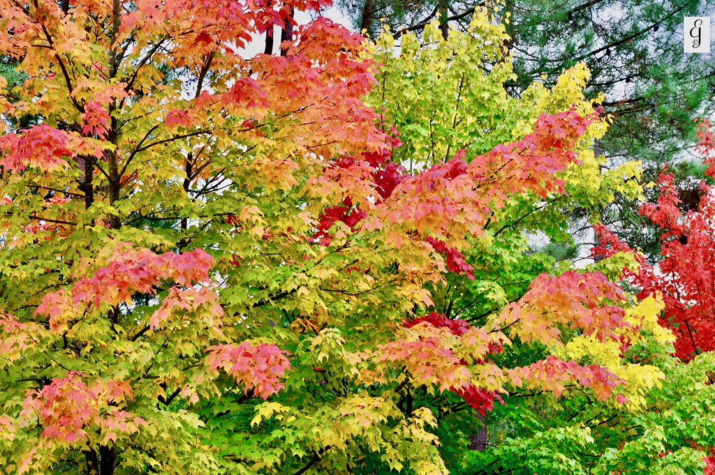 liquidambar - flickr