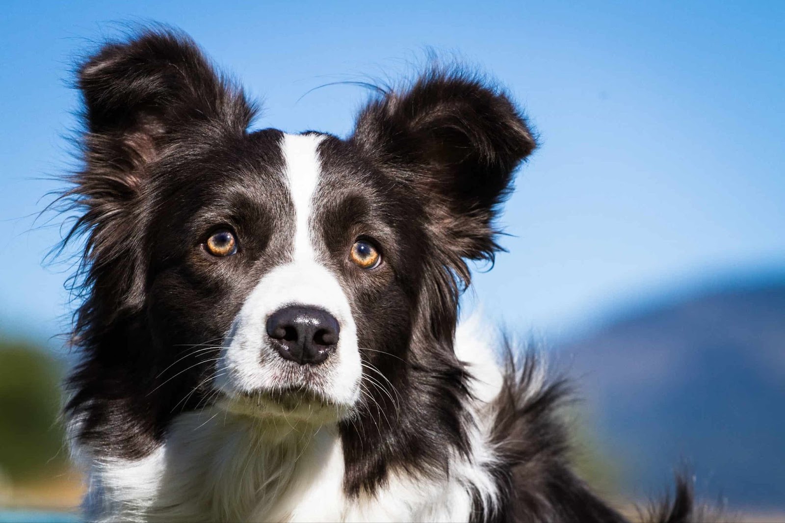 Border Collies In Need