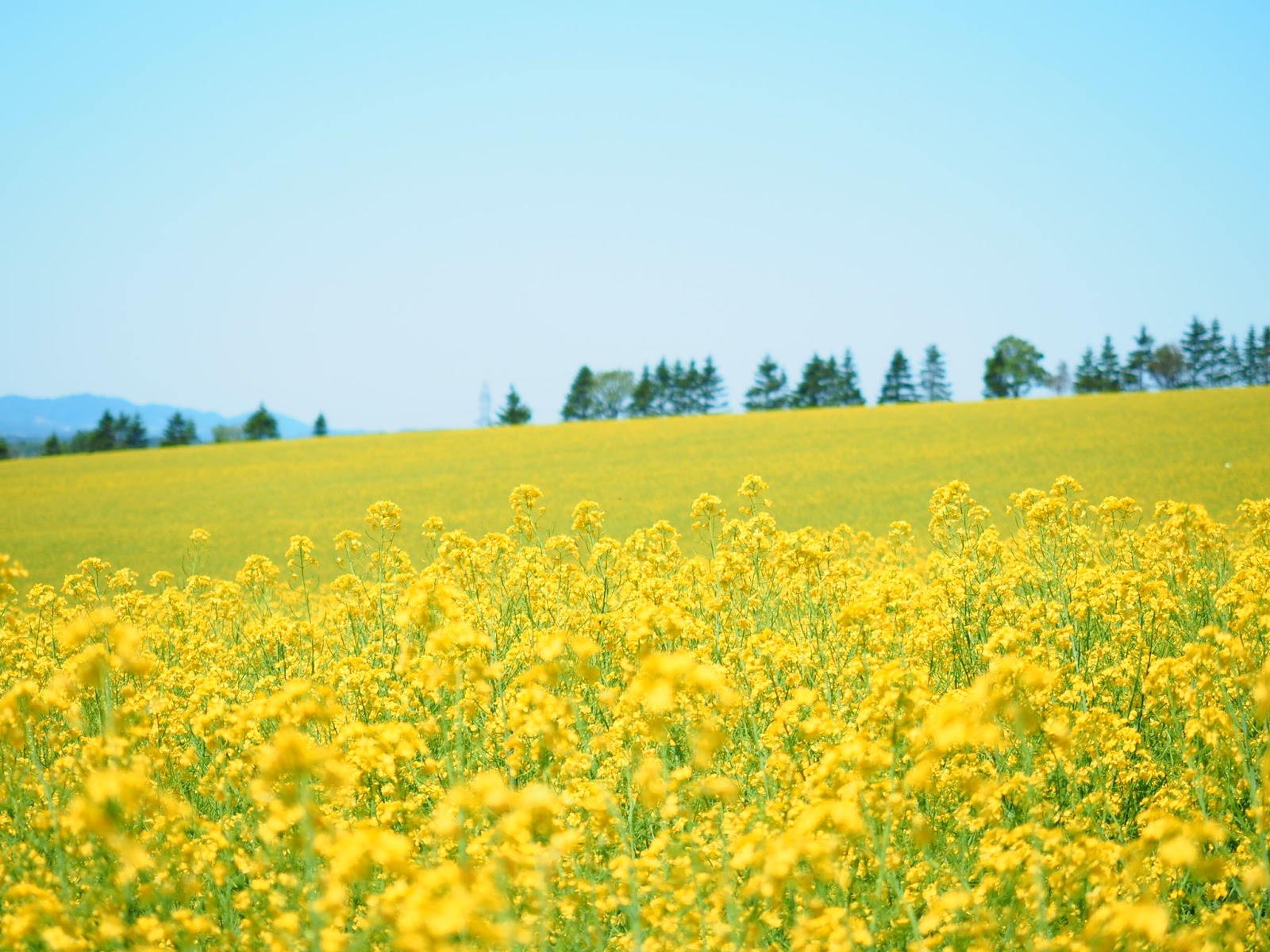 春風に揺れる黄色いじゅうたん！安平町の菜の花畑