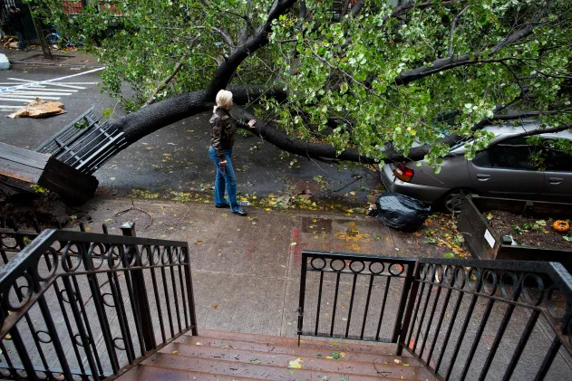 What type of trees are most likely to fall during strong winds