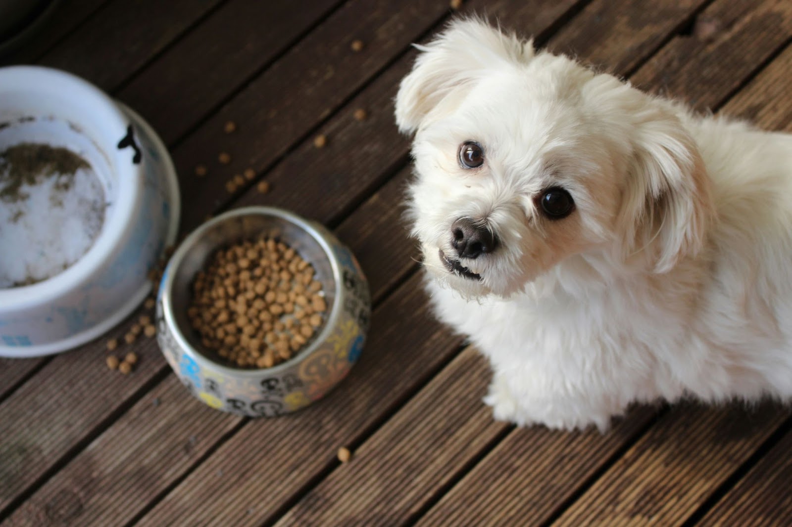 Small white dog showing how to transition dog food