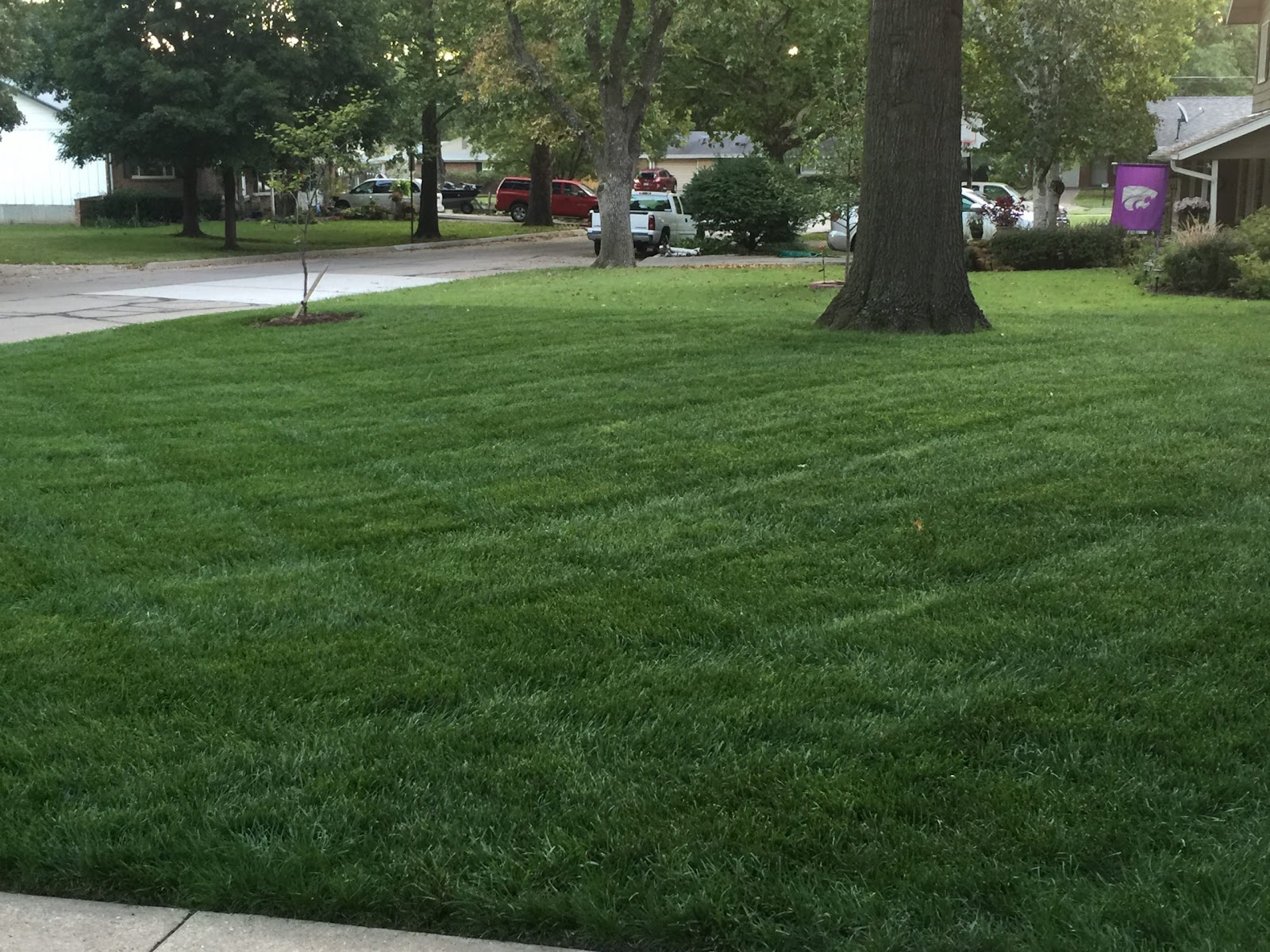 lawn grass 65
