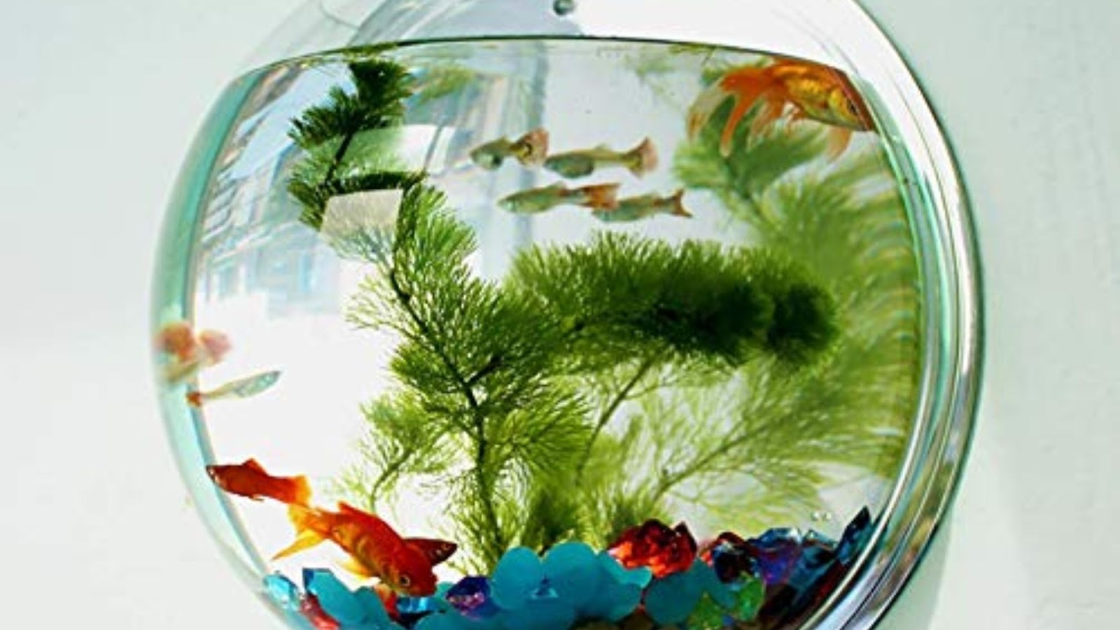 Lucky fish for aquarium decor items: Mirrors.