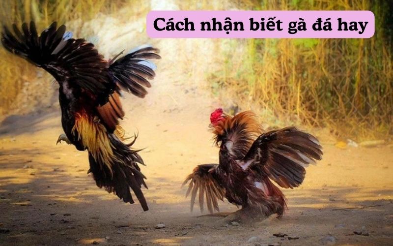 Cách nhận biết gà đá hay