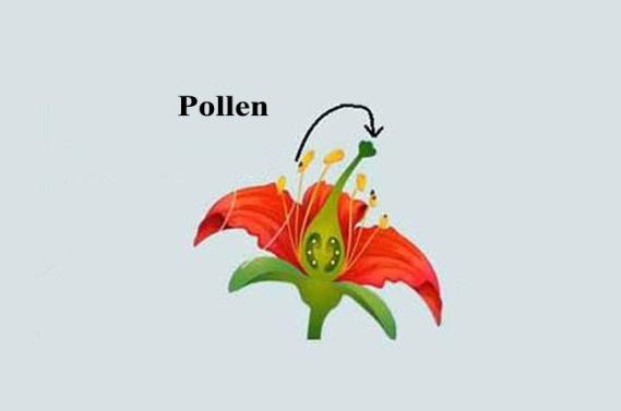 Learn Self Pollination - Its Properties and Types in 4 minutes.