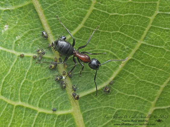 Black carpenter ants