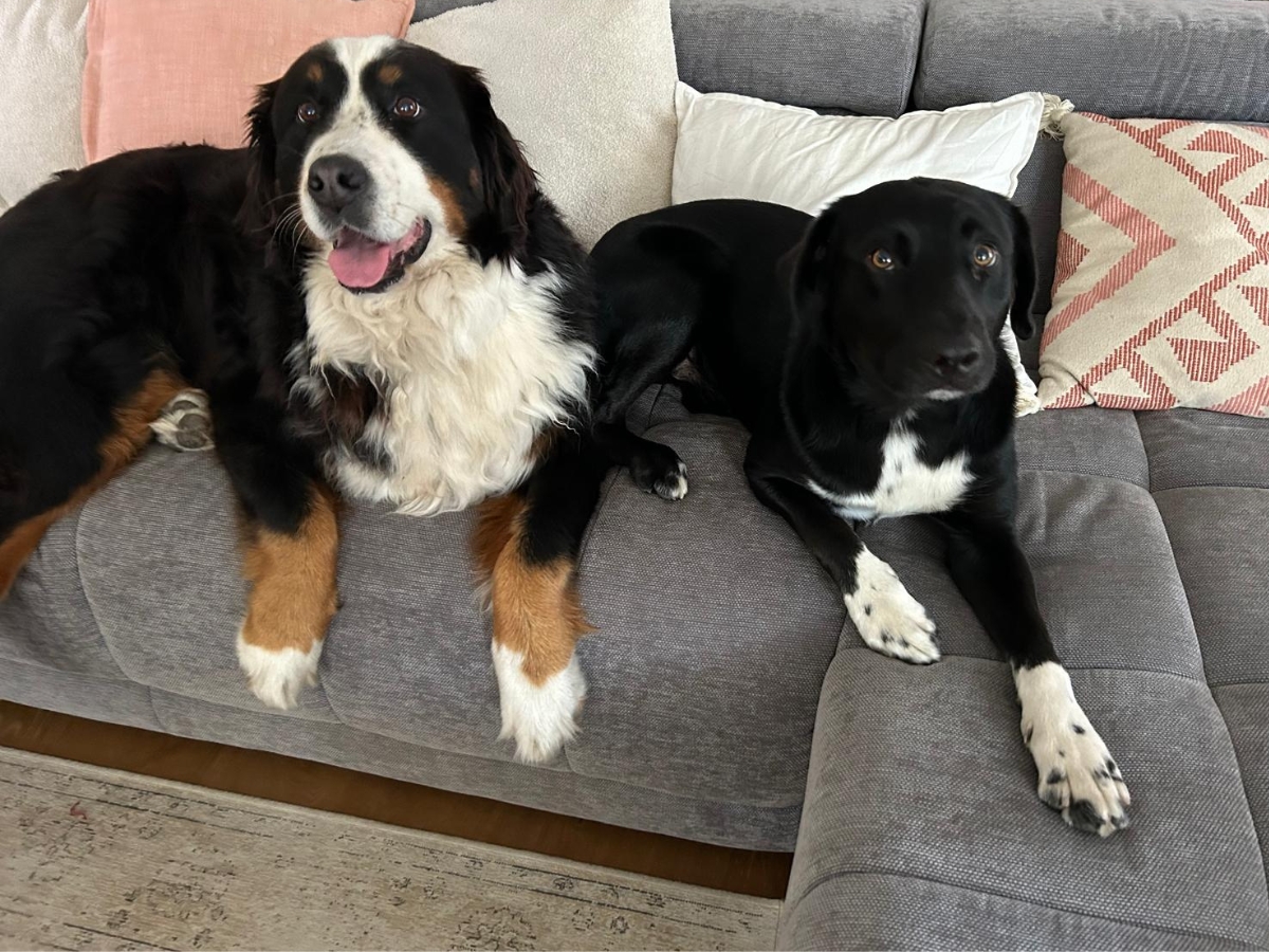 Čierne psy na sedačke a koberec.