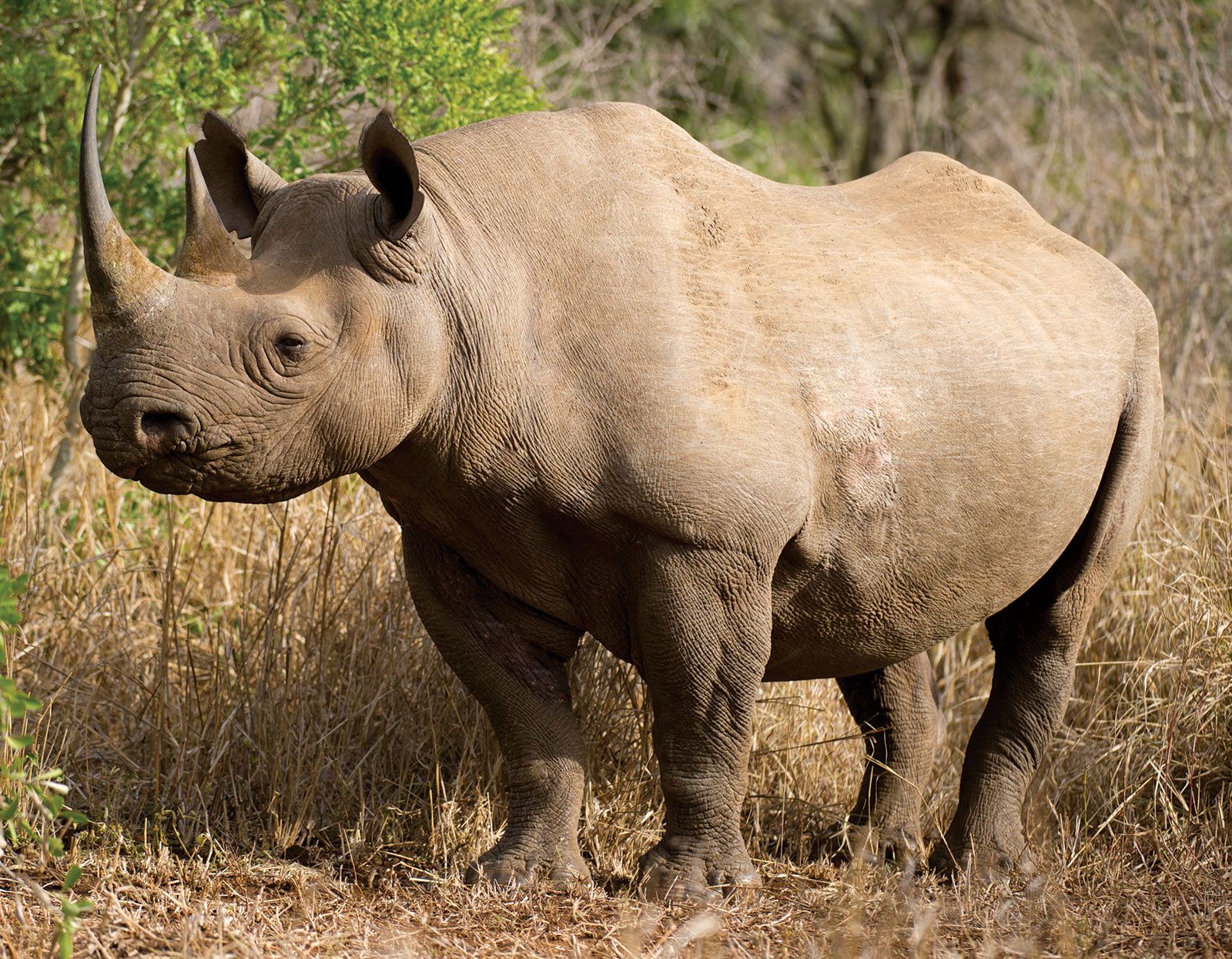 Black rhinoceros | Description, Population, Habitat, & Facts | Britannica