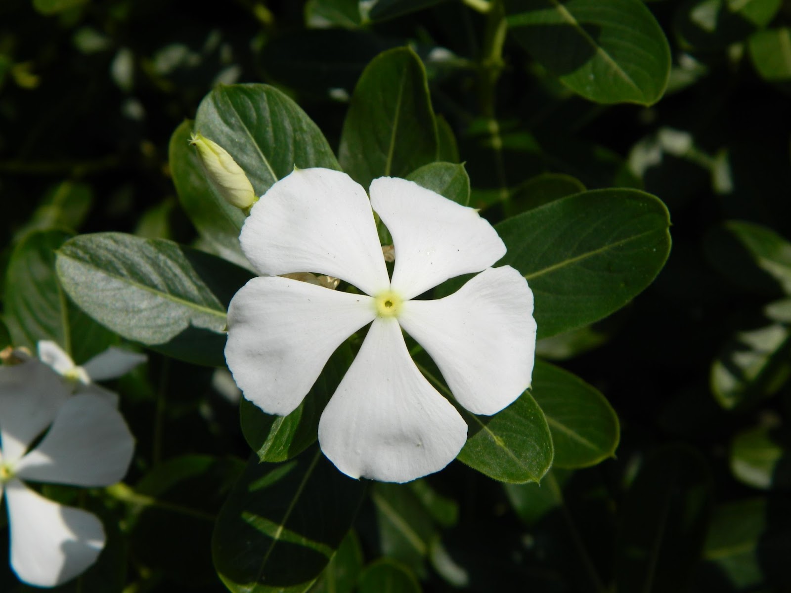 Flor branca com cinco pétalas brancas, cercada pelas folhas verdes que acompanham o seu caule.
