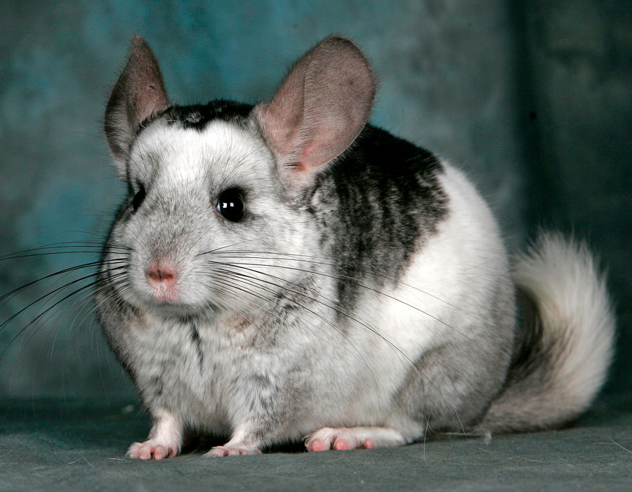 Chinchilla Adopt