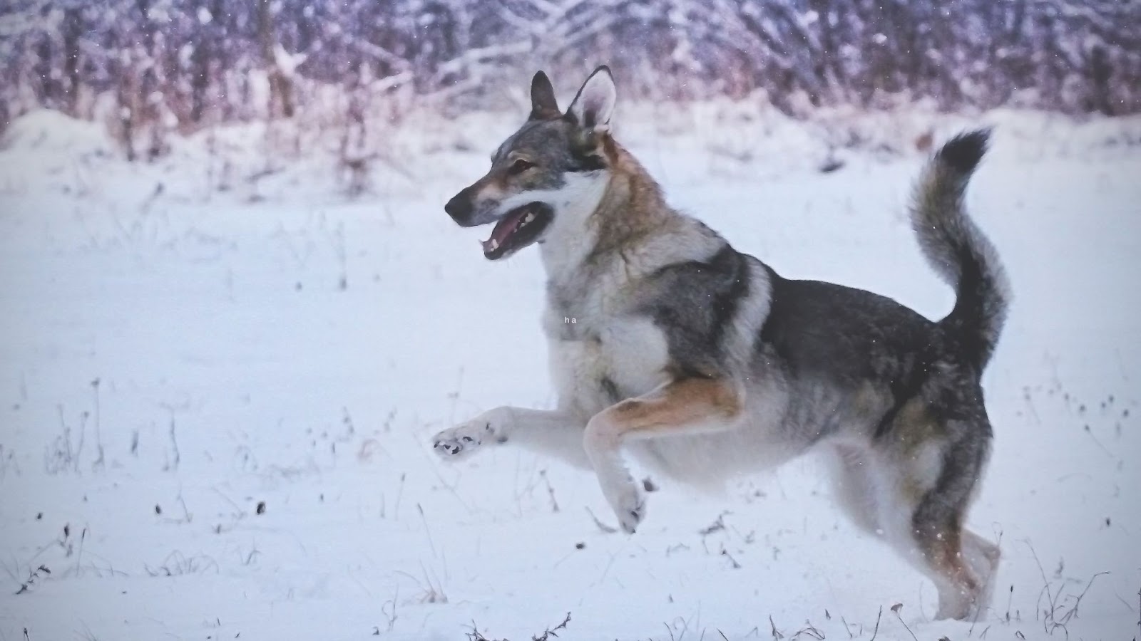 Czechoslovakian Wolfdog playing in the snow