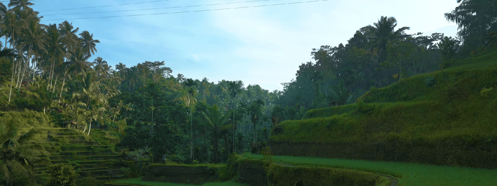 Place to visit in Bali Rice Terrace