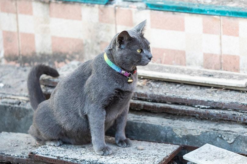 gato gris haciendo pis en suelo de cemento en el borde del acera