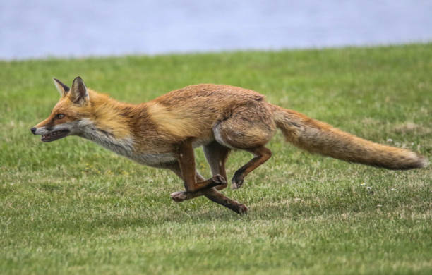 Are Foxes Dangerous to Humans?