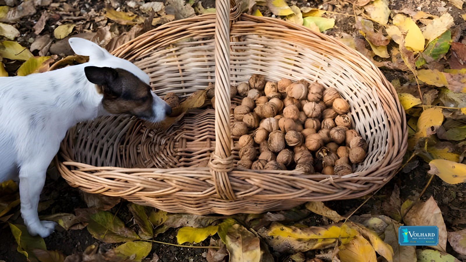 Dog with walnuts