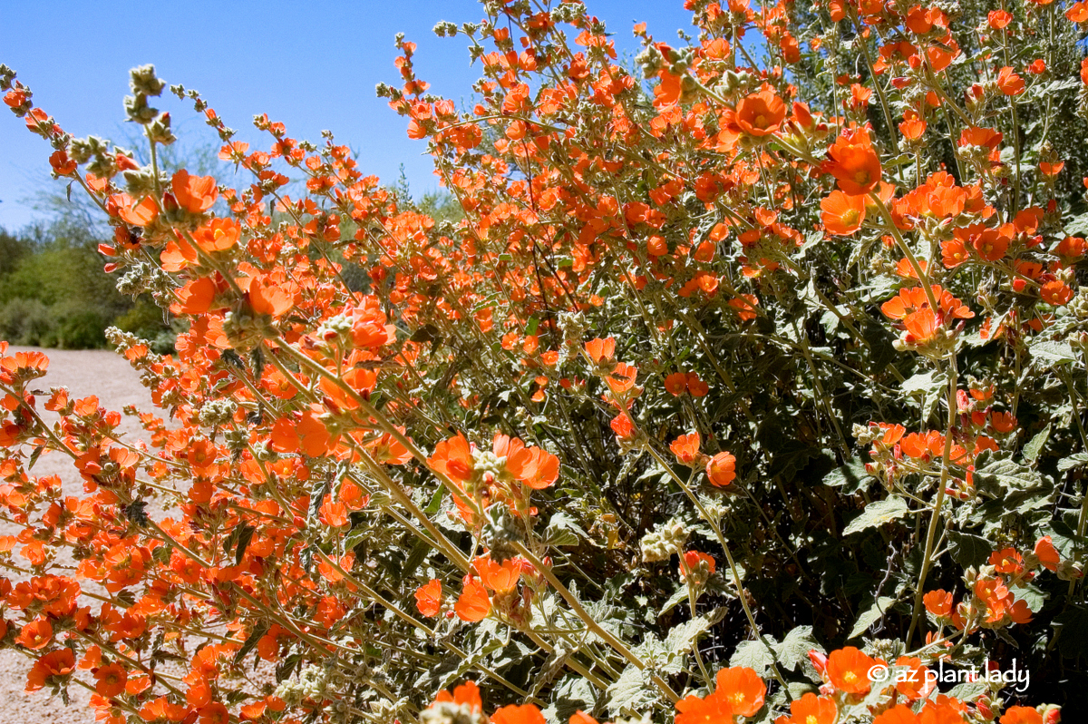 Desert Globemallow (Sphaeralcea ambigua)