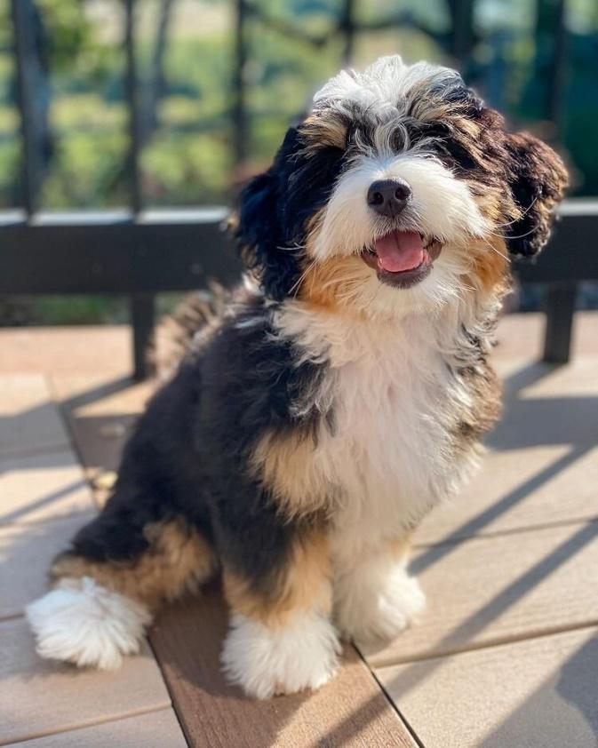 MINI BERNEDOODLE