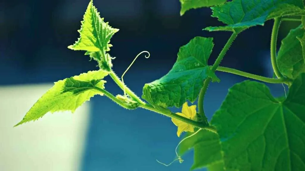 Vine Overcrowding