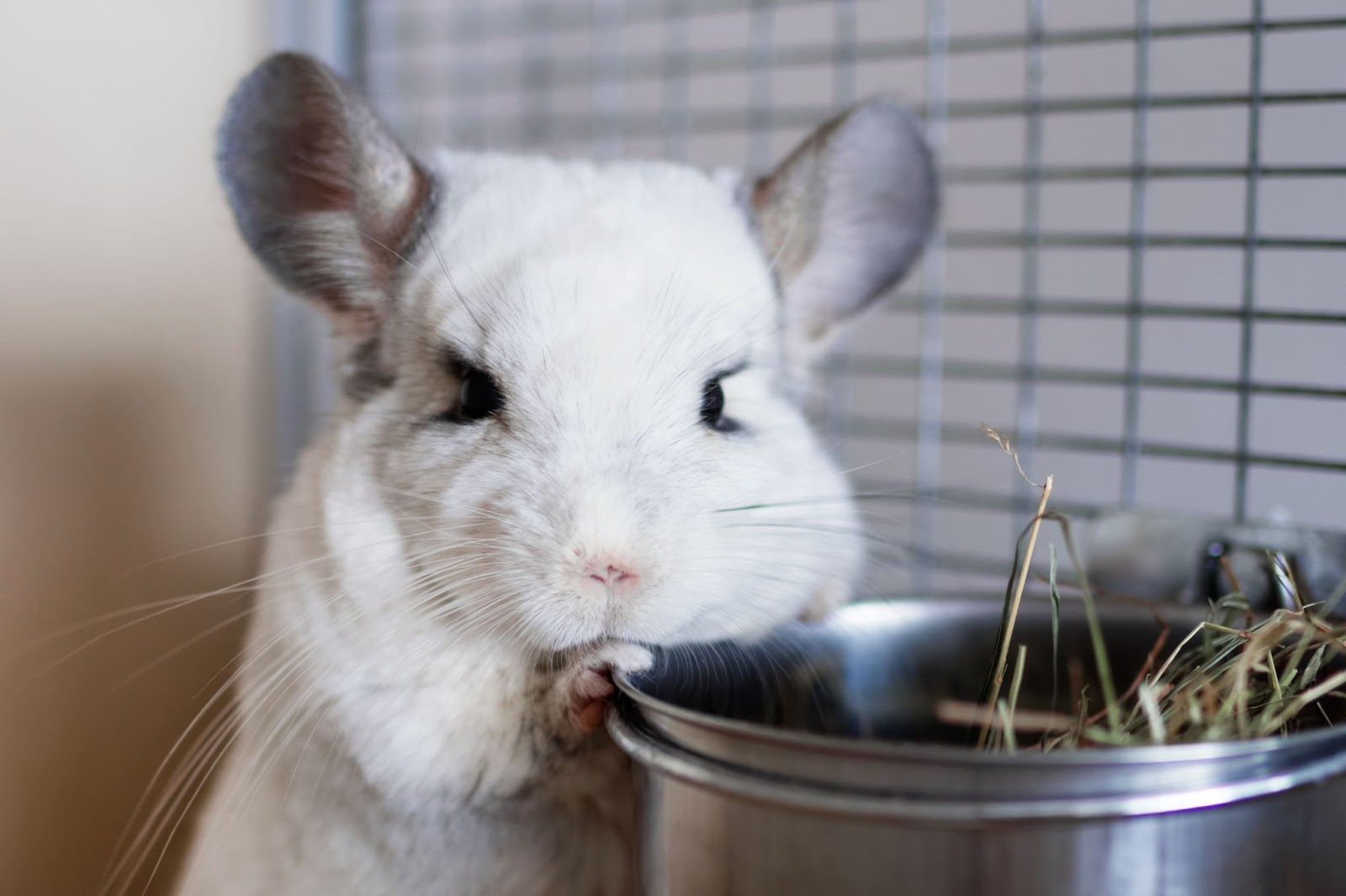 Ebony White Chinchilla