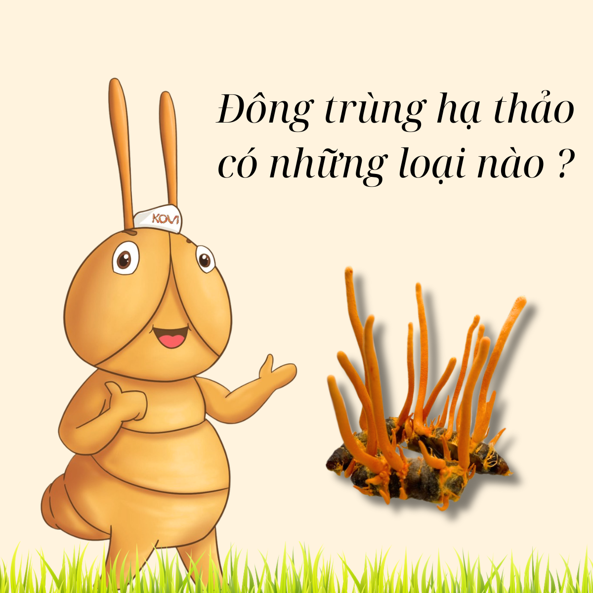 Các loại đông trùng hạ thảo