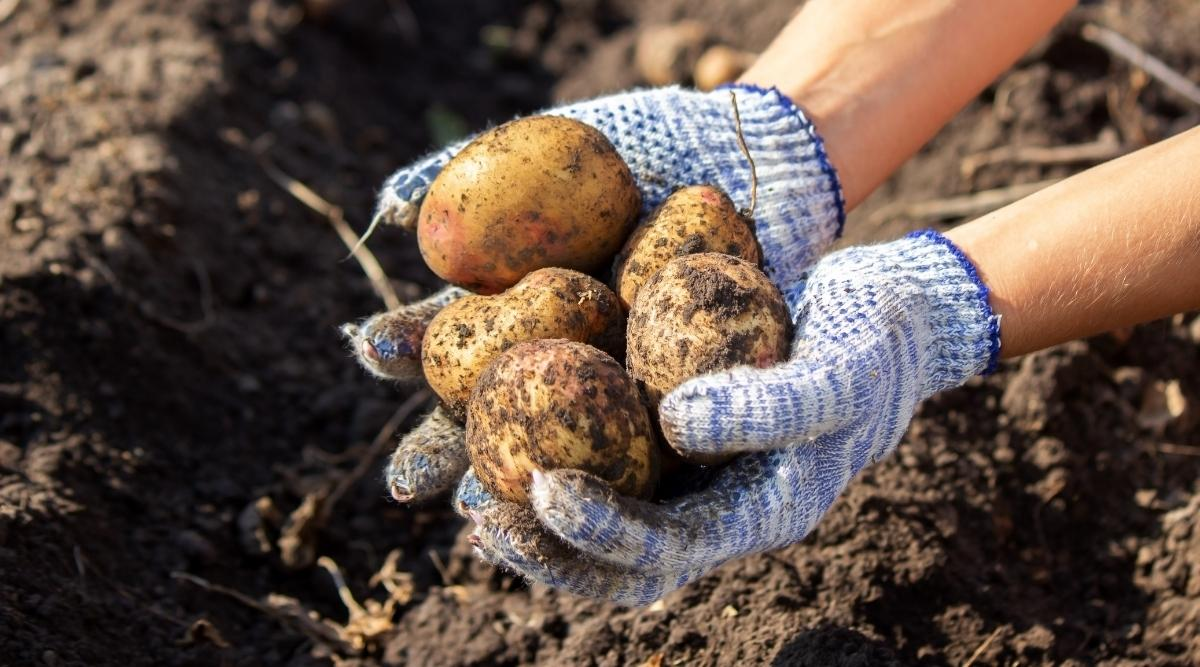 Harvesting Winter Potatoes