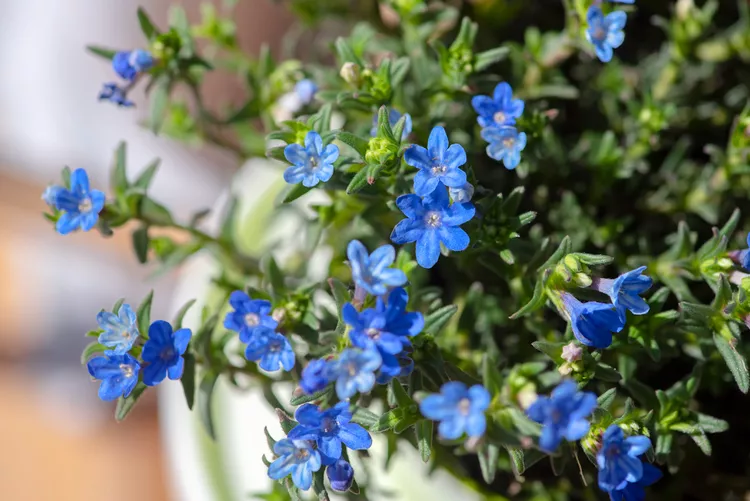 Lithodora (Lithodora diffusa)