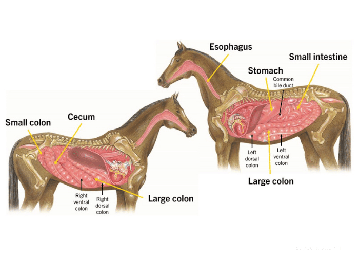 Equine Digestive System
