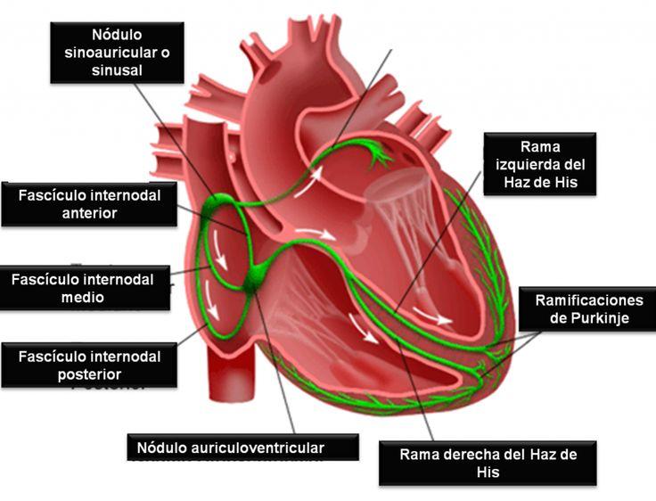Resultado de imagen para sistema de conduccion del corazon | Human anatomy  art, Cardio, Flashcards