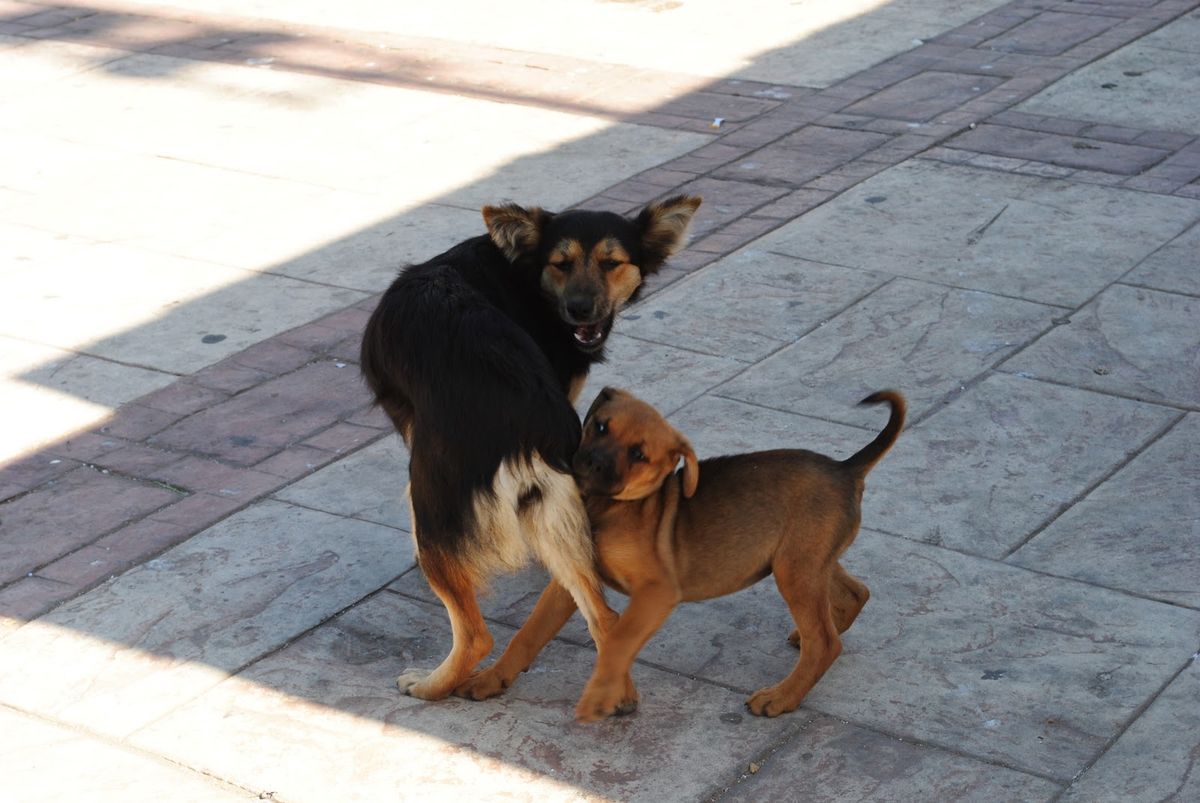 Understanding the Symbolism of Dog Bites in Dreams