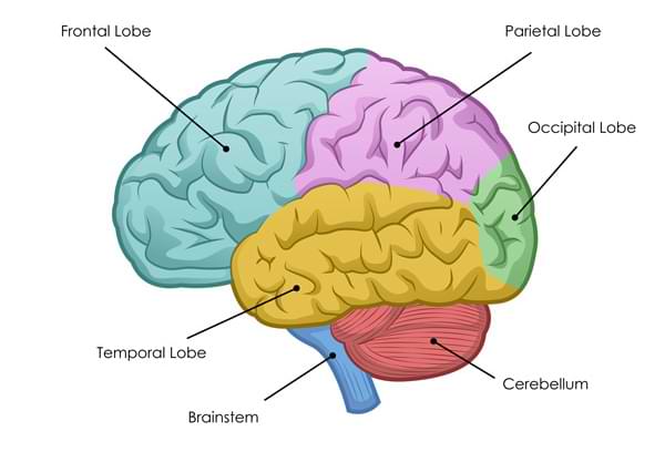 The lobes of the human cerebral cortex and the cerebellum