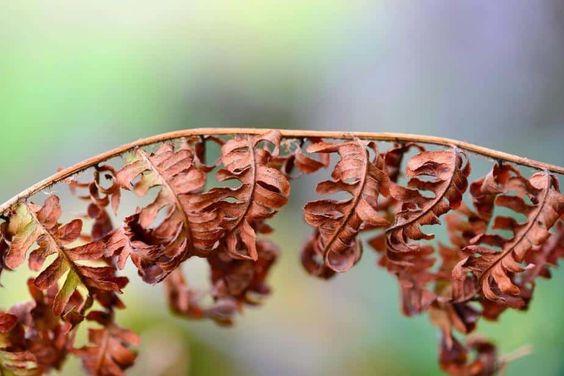 Curled Fronds 