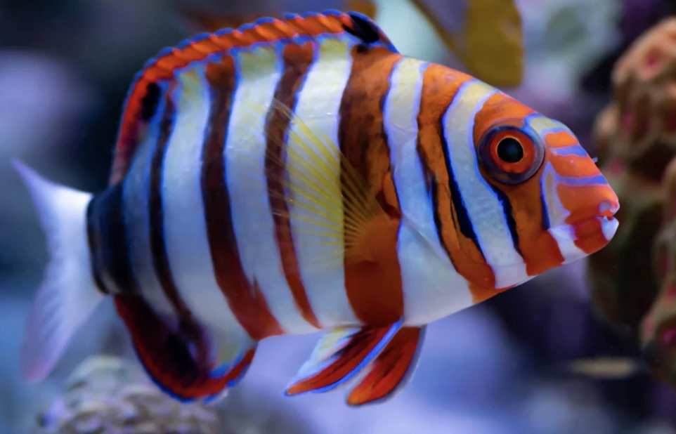 Saltwater Fish for Aquariums - Harlequin Tusk Wrasse