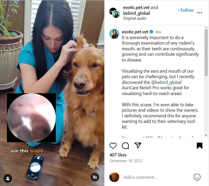 veterinarian uses bebird digital otoscope to examine pet ears and catch pet health issues early