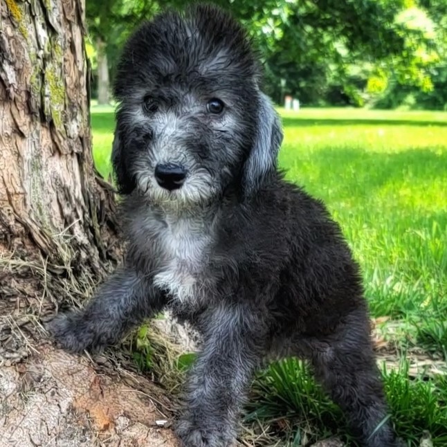 bedlington terrier