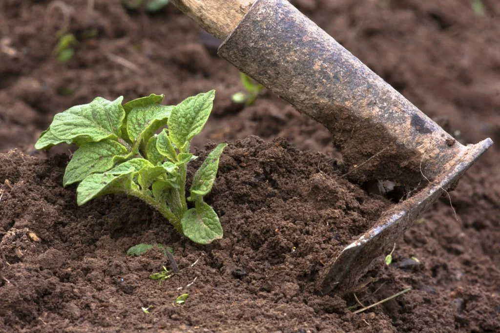 You’ll know that potatoes are ready for hilling when you see baby sprouts pushing up through the soil.