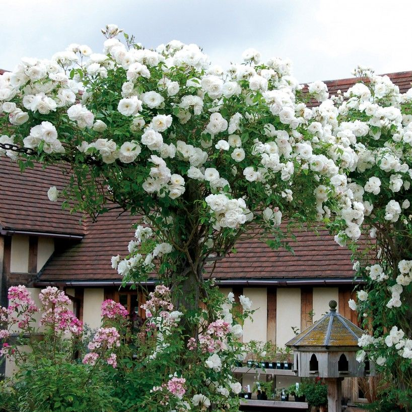 White Climbing Iceberg Rose (Rosa 'Iceberg')