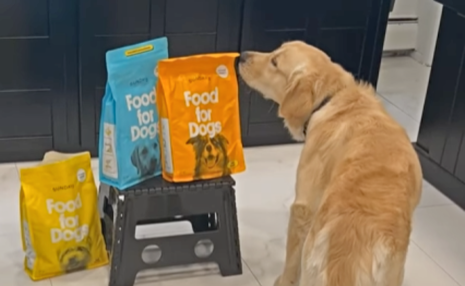 Sundays Food for Dogs — Cooper, a Golden Retriever, sniffing Sundays food for dogs