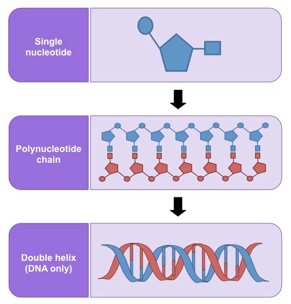 nucleotide organisation