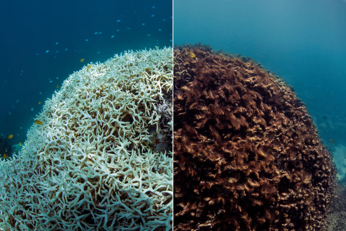 Before and After of Great Barrier Reef Australia

