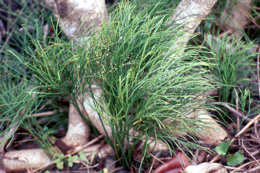 Moa (Blechnum fluviatile)