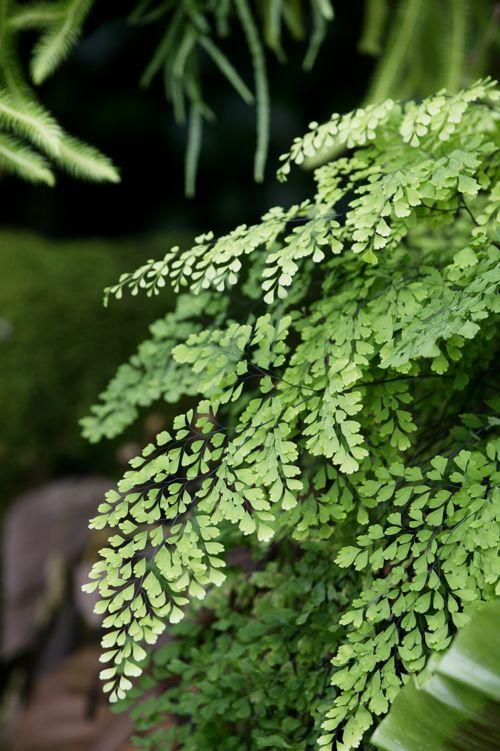 Maidenhair Ferns