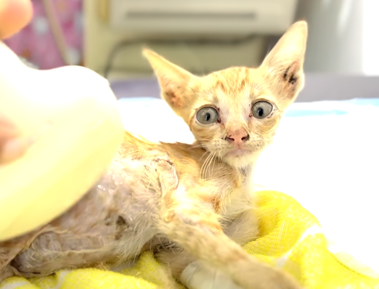 Kitten, Fractured leg, Medical attention, Severely ill, Prognosis, Miraculous recovery, Unfortunate cat