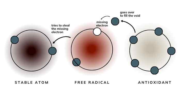 How antioxidants work.