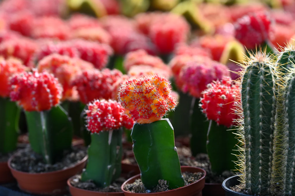 Moon Cactus (Gymnocalycium mihanovichii)