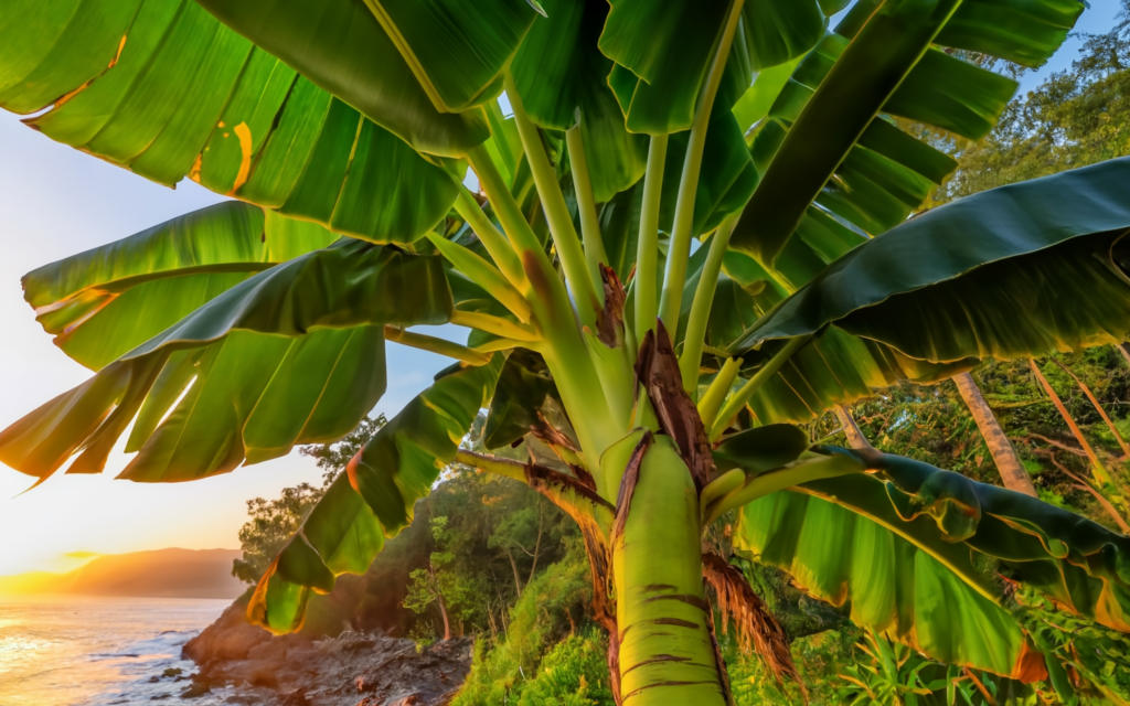 como plantar banana