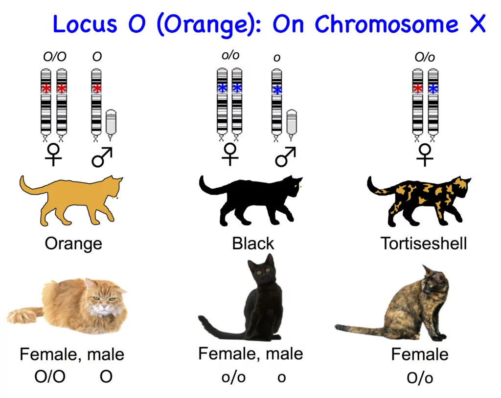 Генетика кошачьих окрасов. Черепаховая кошка генетика. Черепаховая окраска кошек генетика.
