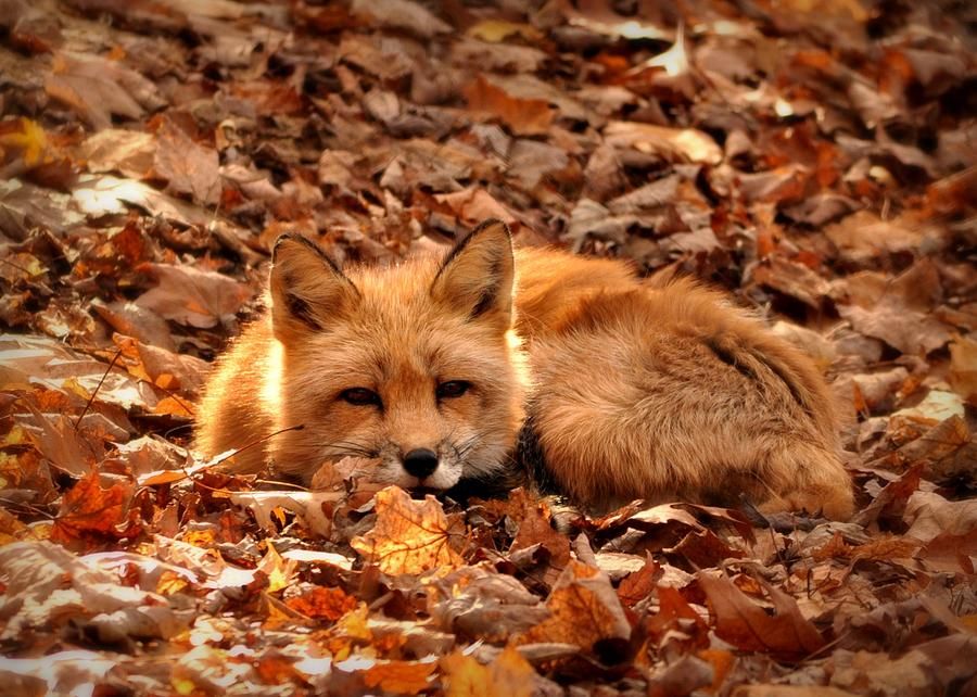 Foxes In Delaware