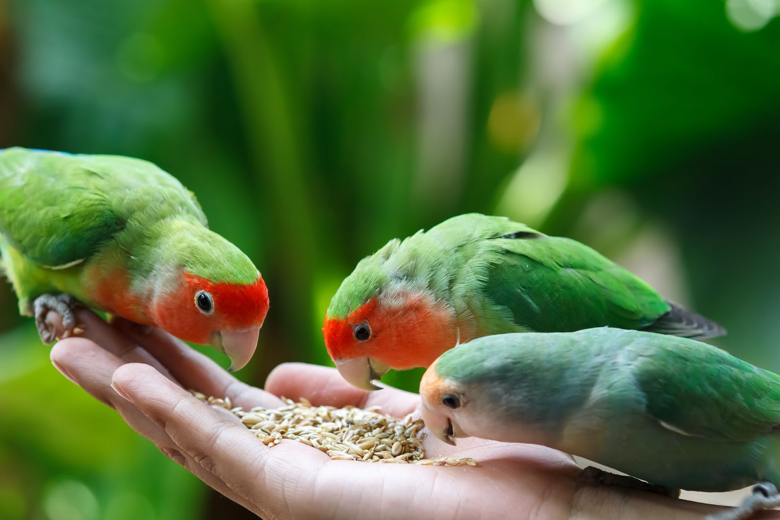 Can Parrots Eat Pistachio Nuts