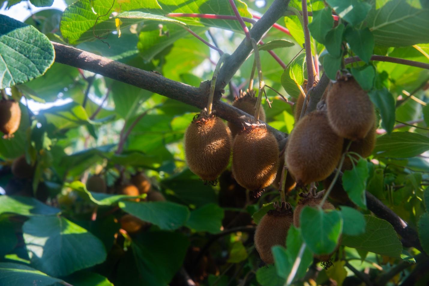 A group of fruit on a tree

Description automatically generated