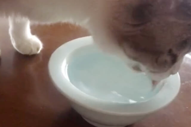 ネコが美味しそうに水を飲んでいる様子